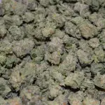Detroit Runtz Popcorn AAAA+